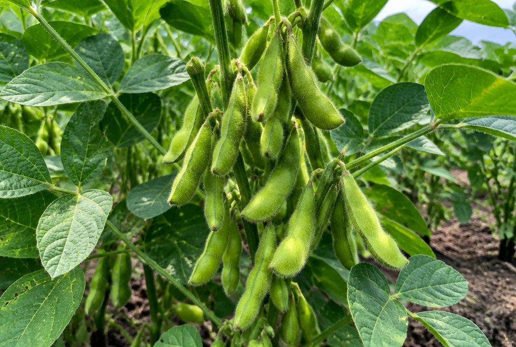 Edamame plants in a garden bed with clusters of fuzzy green pods and leaves