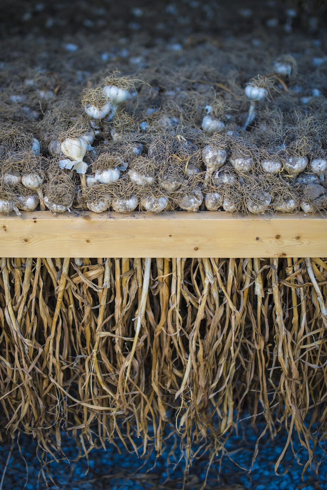 Harvested garlic bulbs with stems attached, laid out to cure