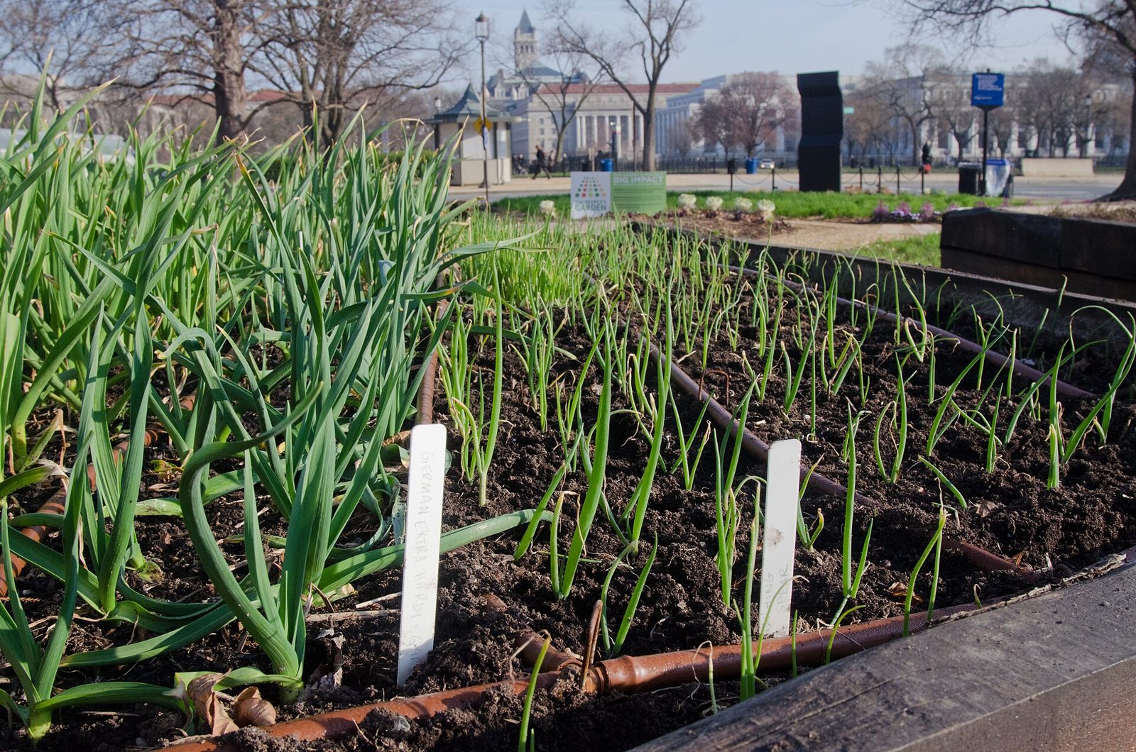 Rows of garlic plants with tall green leaves growing in a field of bare soil