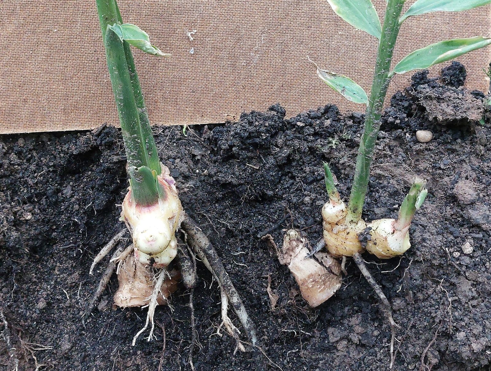 Young ginger shoots with green stems rising from pale rhizomes in dark soil