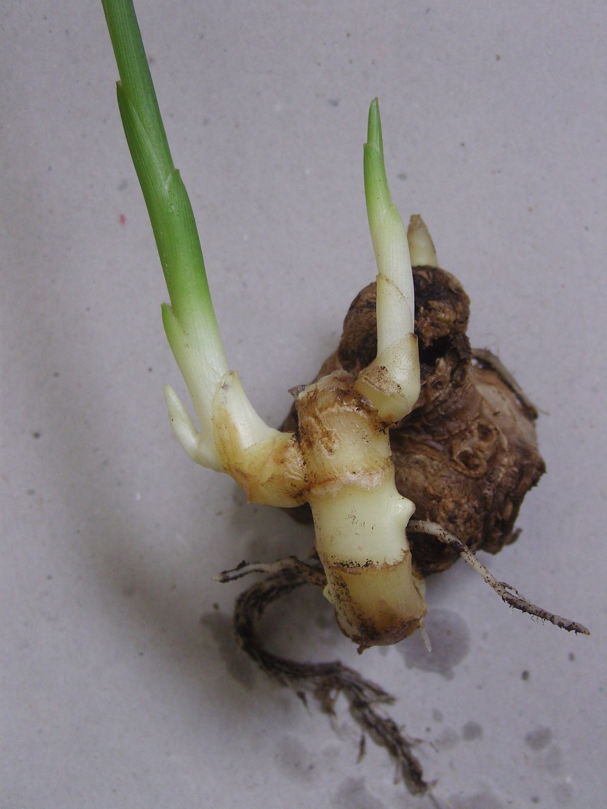 A sprouting ginger rhizome with green shoots rising from its buds and thin roots below