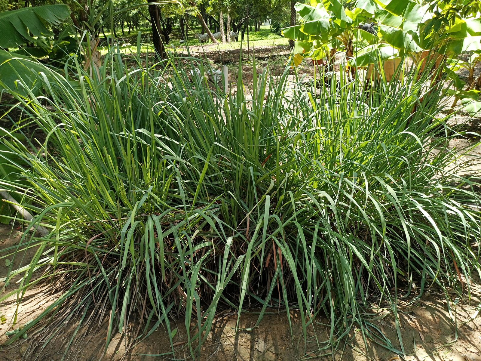 A dense clump of lemongrass with long arching green blades growing in a garden bed