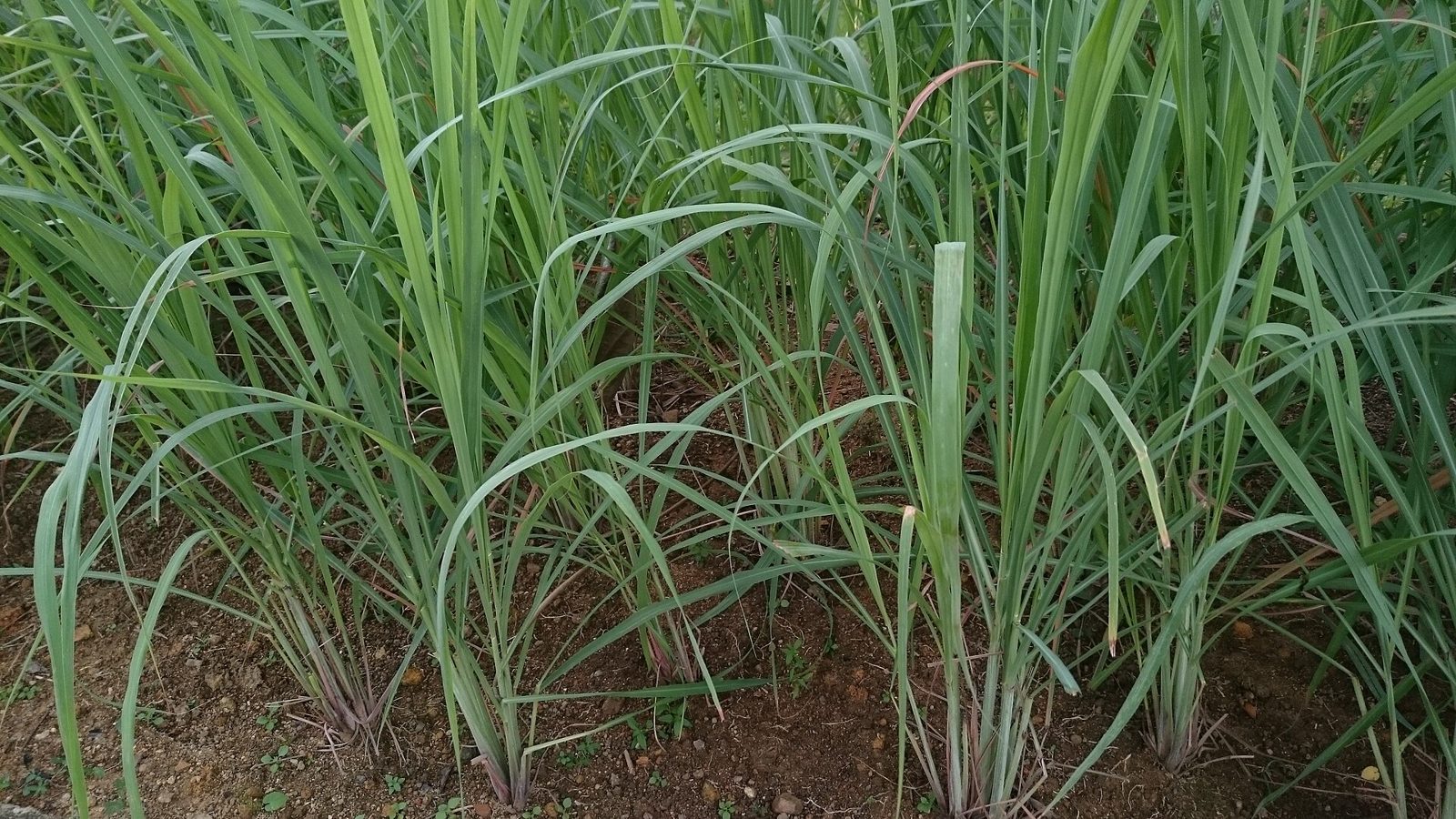 Upright lemongrass stems with long green blades growing in the soil