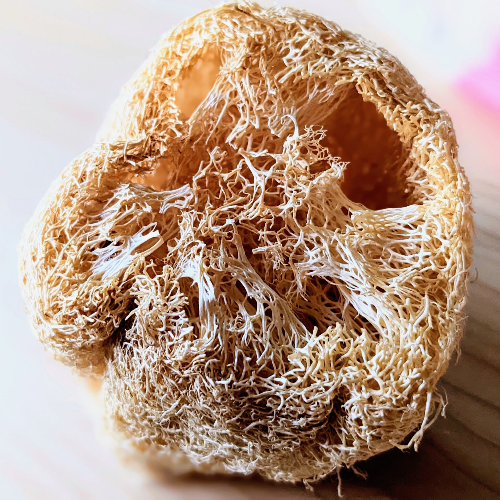 A dried luffa sponge up close, a tangle of pale brown fibers around a hollow center