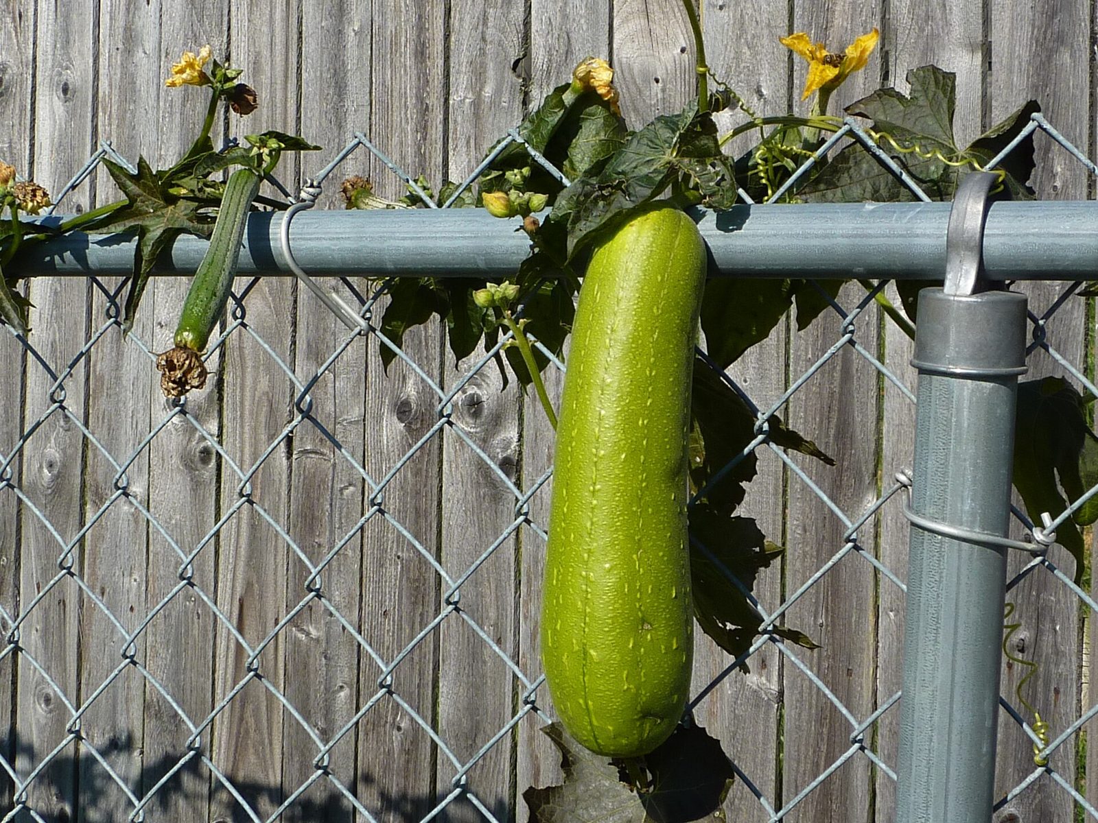 A large green luffa gourd hanging from a chain-link fence among vine leaves and yellow flowers
