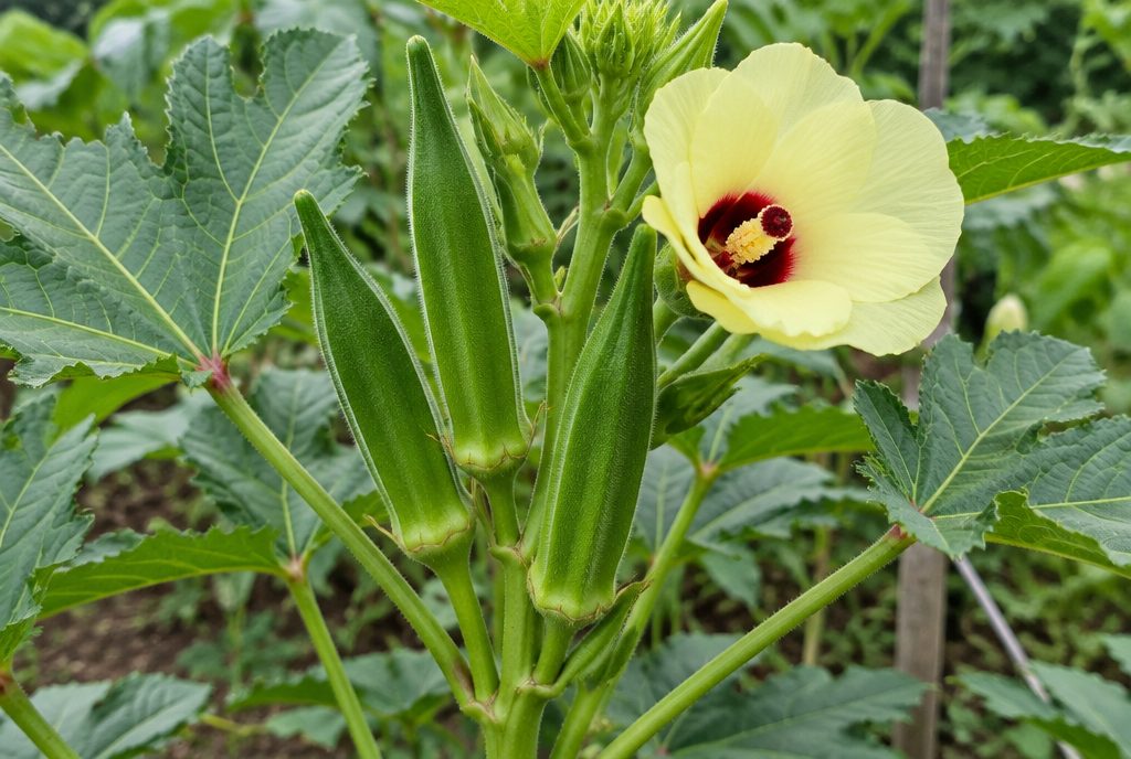 Okra plant with pale yellow hibiscus-like flower, green ridged pods and lobed leaves