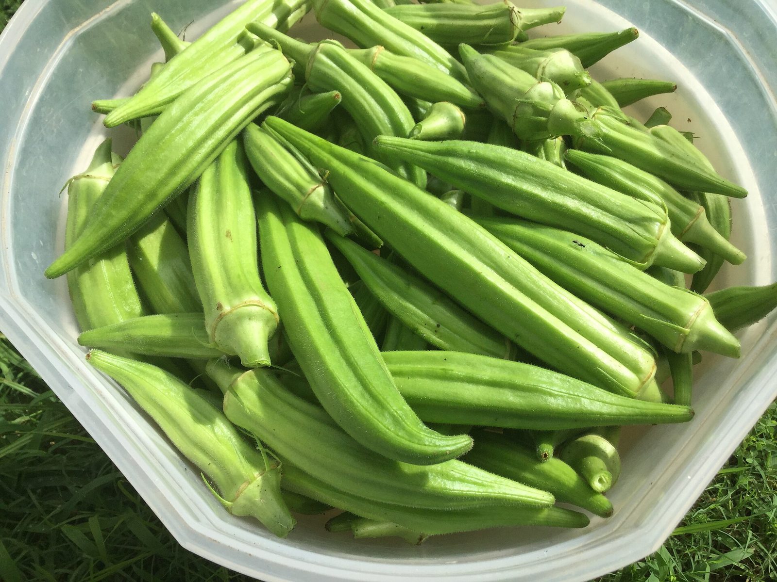 Freshly harvested green okra pods piled together