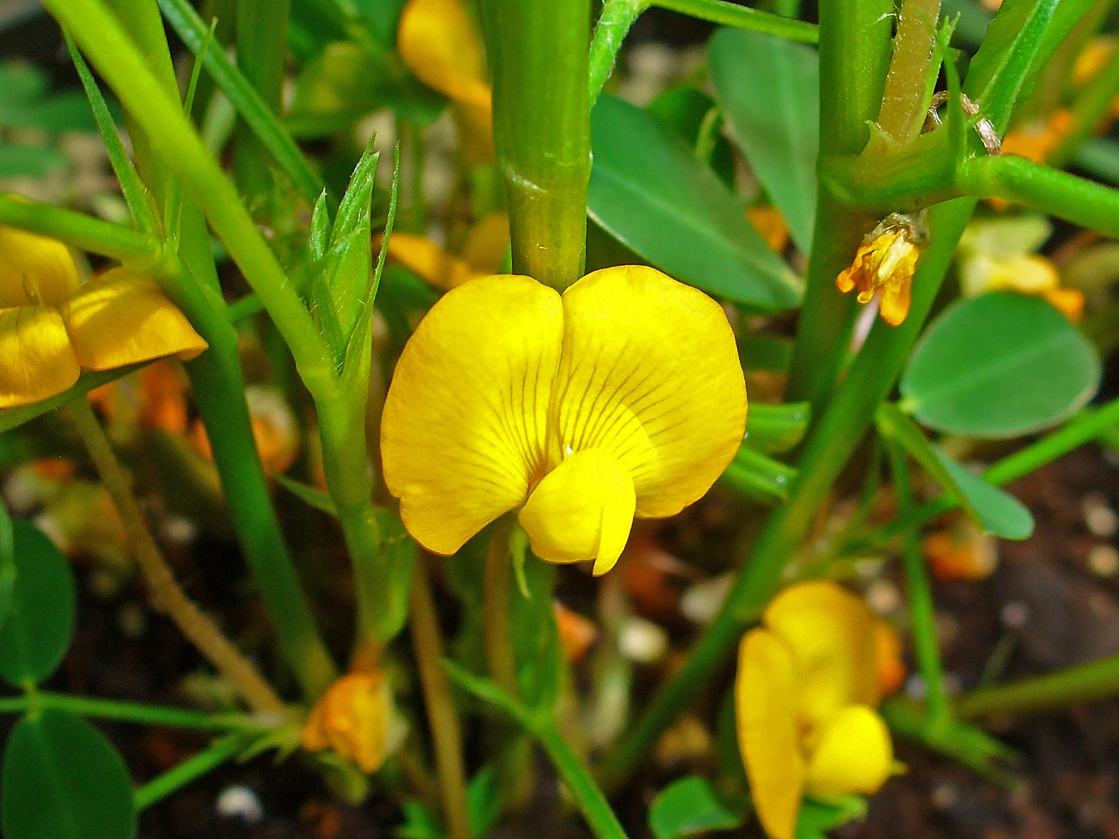 Yellow pea-like peanut flower among green leaves on a peanut plant