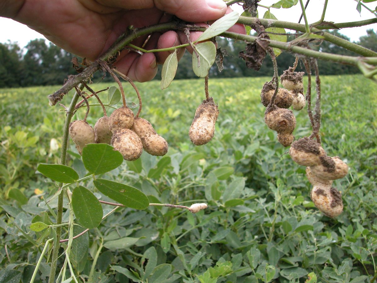 A hand holding a pulled peanut plant with soil-covered pods hanging from the roots in a peanut field