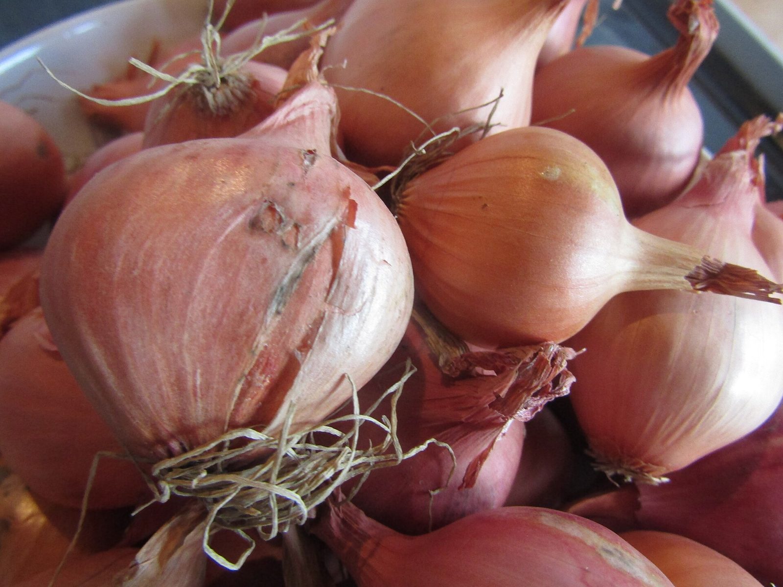 Freshly harvested shallot bulbs with dry tops lying on the ground after harvest