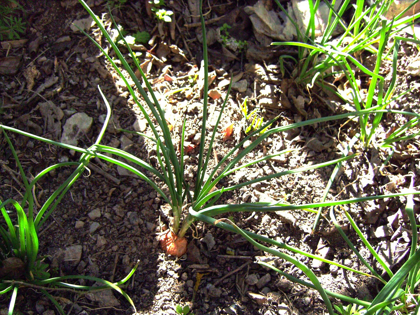 Shallot plants growing in a bed, with green leaves and clustered bulbs at the soil surface