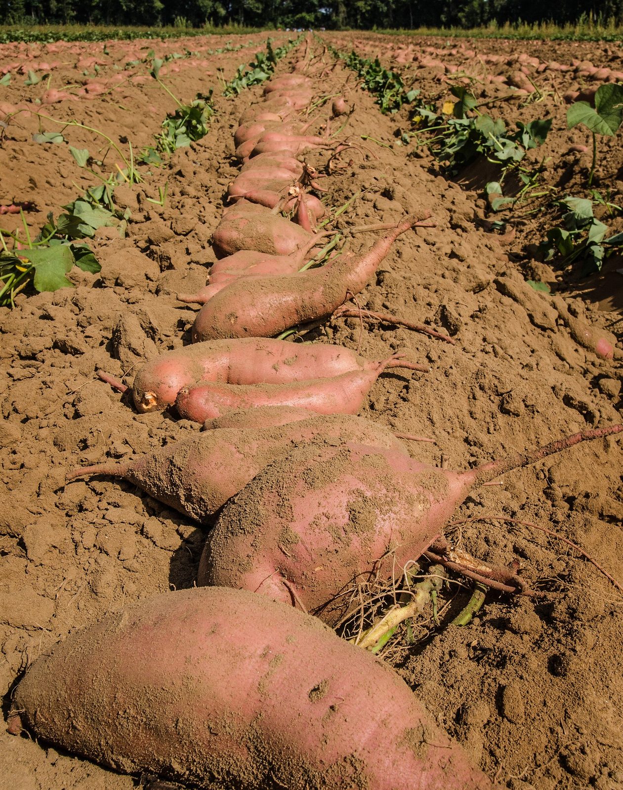 Freshly dug sweet potatoes lying in a row on bare soil in a field