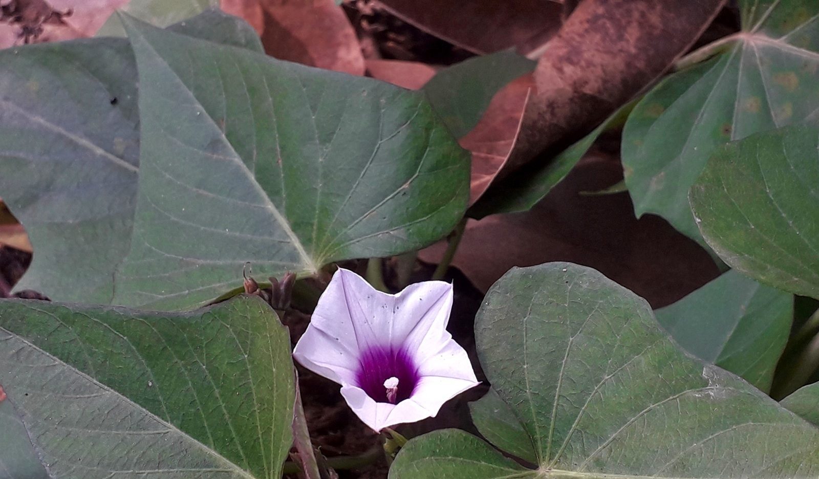 Sweet potato vine with heart-shaped leaves and a pale purple trumpet flower