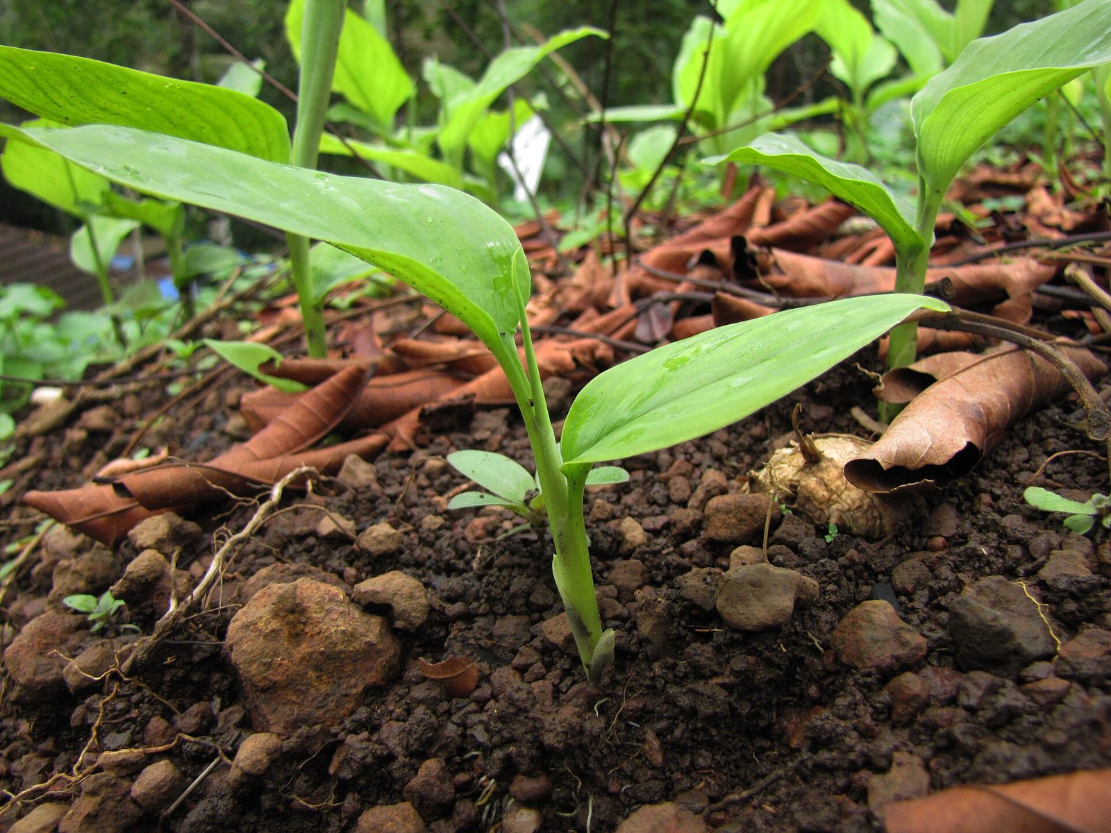 Young turmeric plants with broad green leaves rising from soil mulched with dry leaves