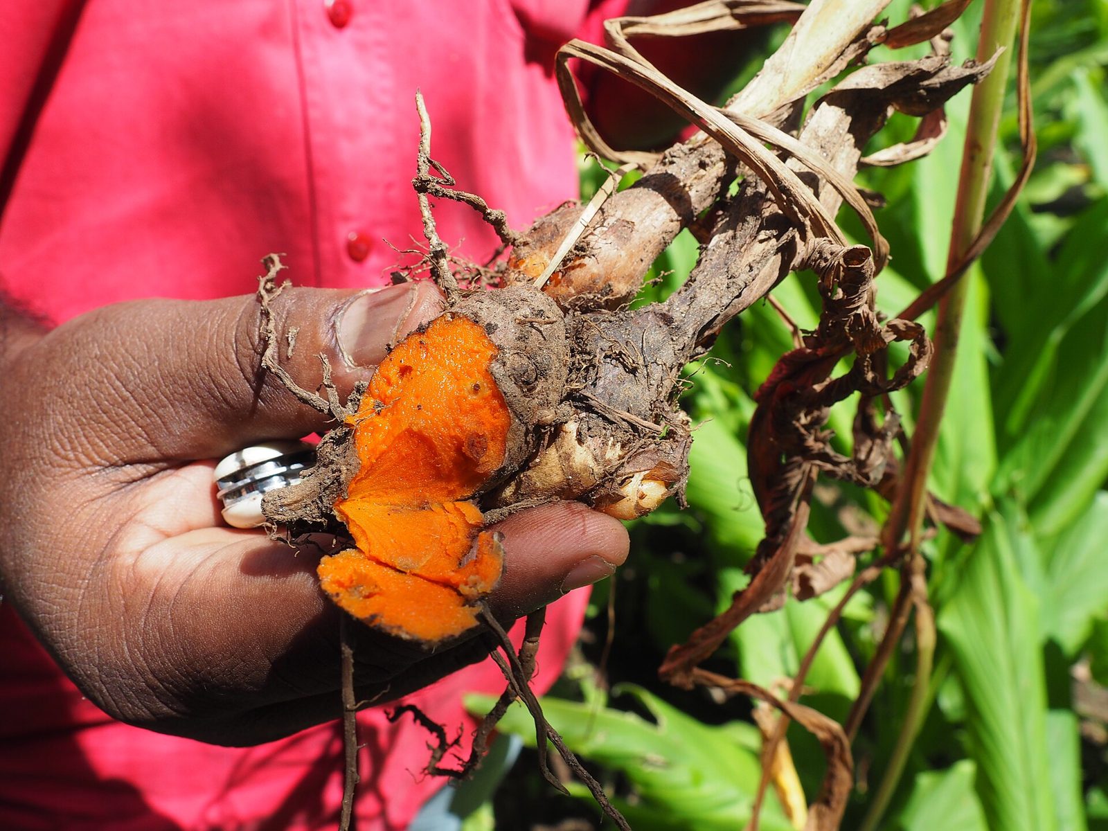 A hand holding a freshly dug turmeric clump, with bright orange flesh showing on the rhizome